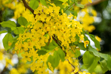 Beautiful Cassia fistula golden shower flowers blooming on the tree in Taiwan.