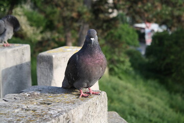 a beautiful pigeon poses on the walls of the fortress