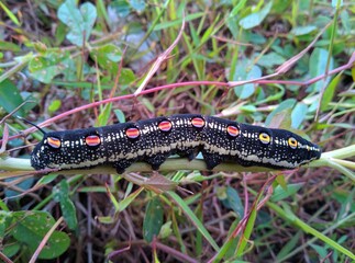caterpillars black and red outside sunbathing indoor 