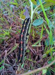 The black caterpillar outside clings to the tree