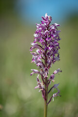 the military orchid (Orchis militaris) close-up photo of a blooming orchid in a close-up of a purple-colored flower on a green meadow white carpatian czech republic