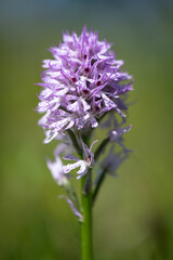 Beautiful pink orchid Neotinea tridentata protected on a meadow in Moravia in the Czech Republic