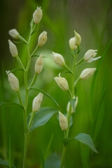 A beautiful white Cephalanthera orchid protected in a meadow in Moravia in the Czech Republic
