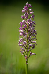 the military orchid (Orchis militaris) close-up photo of a blooming orchid in a close-up of a purple-colored flower on a green meadow white carpatian czech republic