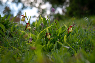 Beautiful very rare and endangered orchid, lady slippery orchid
blooming in the middle of a deciduous forest with a green background in Moravia, Czech Republic