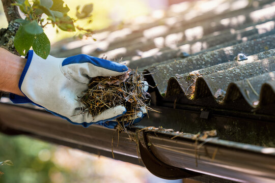 hand with glove cleaning house gutter from leaves and needles
