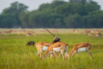 wild male blackbuck or antilope cervicapra or indian antelope face body optical illusion image in...