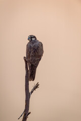 Laggar falcon or Falco jugger fast flying bird closeup or portrait perched at tal chhapar blackbuck sanctuary churu rajasthan india asia