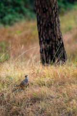cheer pheasant or Catreus wallichii or Wallich's pheasant bird in winter migration in grassy steep natural habitat at foothills of himalaya forest uttarakhand india asia