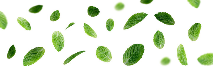 Green leaves isolated on white background