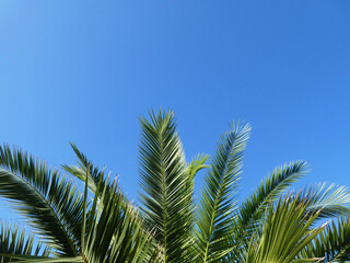 Obraz na płótnie Canvas palm tree leaves against clear blue sky with space for text