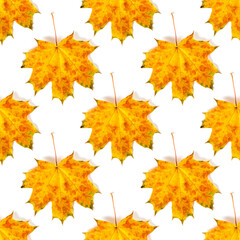 Seamless pattern of colorful autumn maple leaf isolated on white background