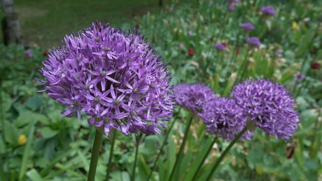 Purple flowers sway in the gentle wind in the park