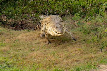 Obraz premium Orinoco Crocodile, crocodylus intermedius, Adult emerging from Water, Los Lianos in Venezuela
