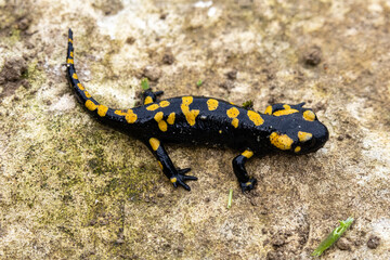 Fire salamnder resting on the rock