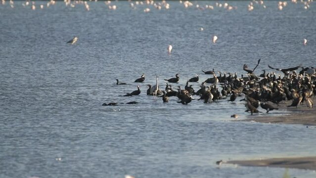 Gulp of cormorants close to lake shore and flying away one by one