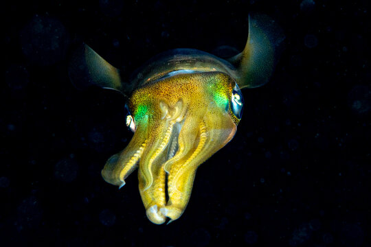 psychedelic calamar 