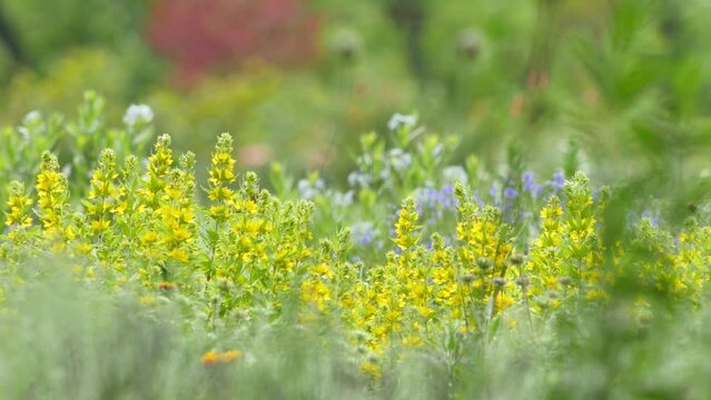 Summer has come! Stems of yellow blooming swaying lysimachia punctata or spotted loosestrife in gentle breeze on sunny summer day. Video has shallow depth of field, adding soft effect to summer scene