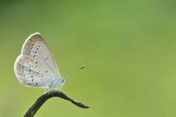 a white butterfly perched on a dry twig