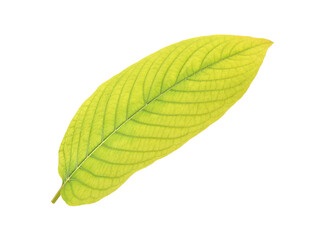  Mitragyna speciosa Korth on transparent png.