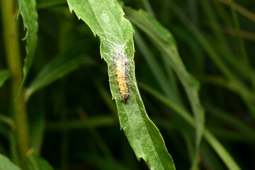 A caterpillar wrapped in a spider's web.