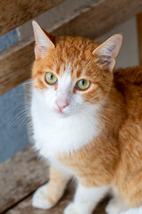 Fototapeta na wymiar Orange yellow stray cat
