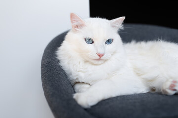 Fototapeta na wymiar Close-up of white fluffy cat with blue eyes, lying on soft chair.