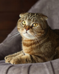 Scottish fold cat lies on a chair.