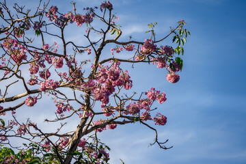 Pink blossom and green leaves on blue sky background.
