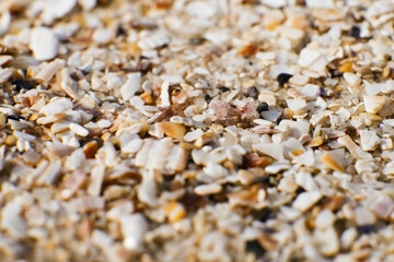 Sand and small particles of shells on the seashore close-up. Background
