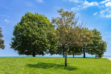 Fototapeta na wymiar Trees on green grass with blue sky and large lake