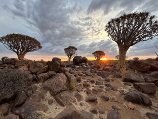 Quiver Trees