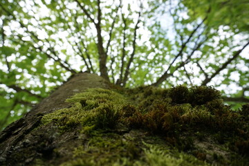 Einer von vielen schönen Bäumen im Schwarzwald