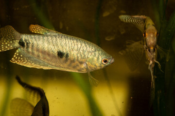 aquarium fish, tropical fish  from Romania