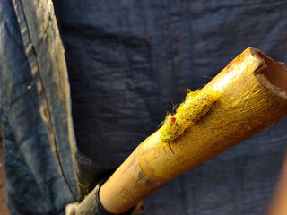Photograph of close up golden silk cocoons with copy space. Fit for design element, environment social media content, poster, presentation background, explaination nature content, etc.