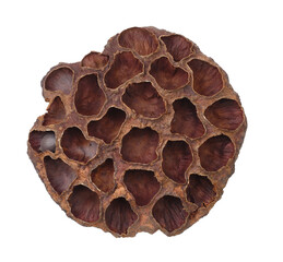 Dry brown rosette of lotus (Nelumbo nucifera) seeds isolated on white or transparent background
