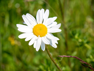 Daisy flower, daisies close view floral background. Single flower