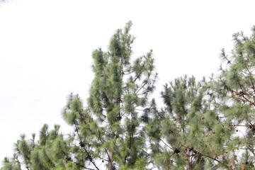 pine tree branches