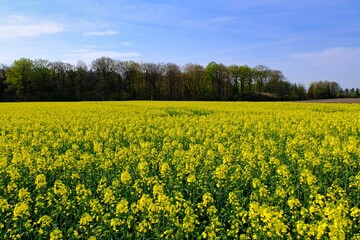 Obraz premium Raps Feld mit gelben Blüten
