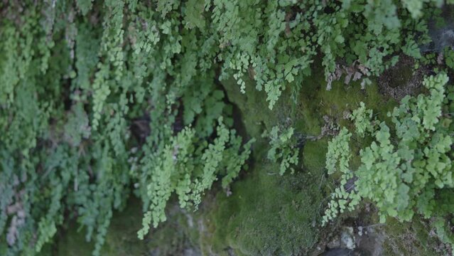 Well culantrillo, or Venus hair, is a perennial fern in areas with wet rocks and oozing walls. The scientific name is adiantum capillus-veneris