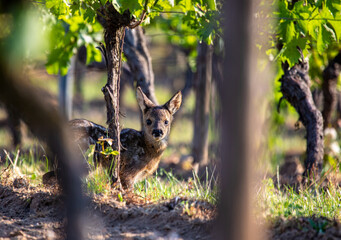 Baby roe deer, capreolus capreolus, standing in a vineyard looking to the camera
