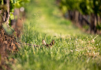 A european roe deer fawn - Capreolus capreolus - hiding in the grass of a vineyard