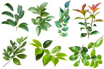 葉っぱや枝の切抜き詰め合わせ