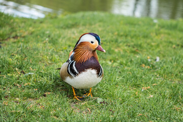 Mandarin duck (Aix galericulata) detail on grass