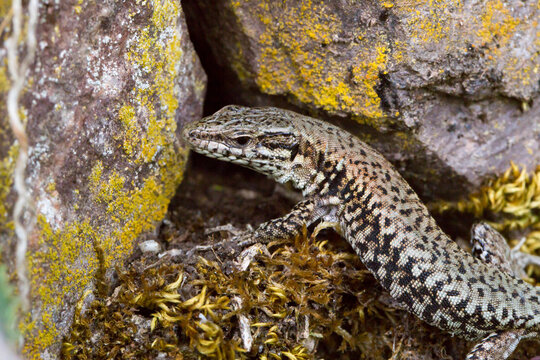 Mauereidechse (Podarcis muralis) auf dem Apolloweg in Valwig an der Mosel