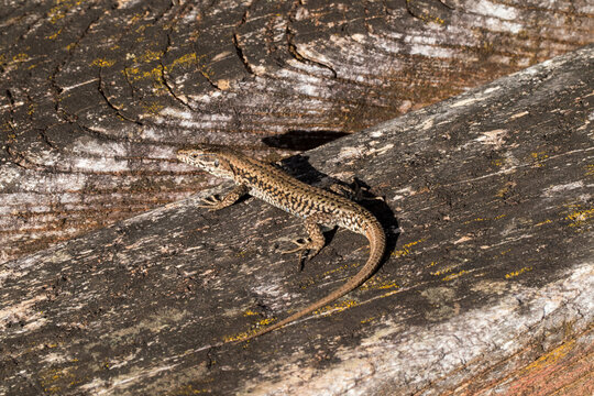 Mauereidechse (Podarcis muralis) auf dem Apolloweg in Valwig an der Mosel