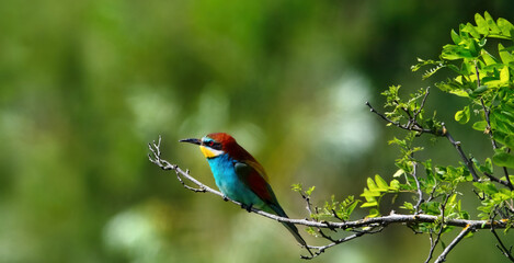 European Bee-Eater ( Merops Apiaster )