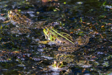 Wasserfrosch (Rana esculenta) im Löschteich am Zollbahnhof in Homburg
