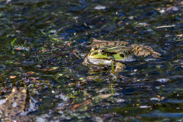 Wasserfrosch (Rana esculenta) im Löschteich am Zollbahnhof in Homburg