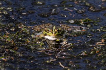Wasserfrosch (Rana esculenta) im Löschteich am Zollbahnhof in Homburg